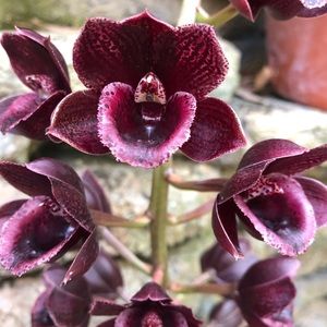 Meet your Posher, Hailey